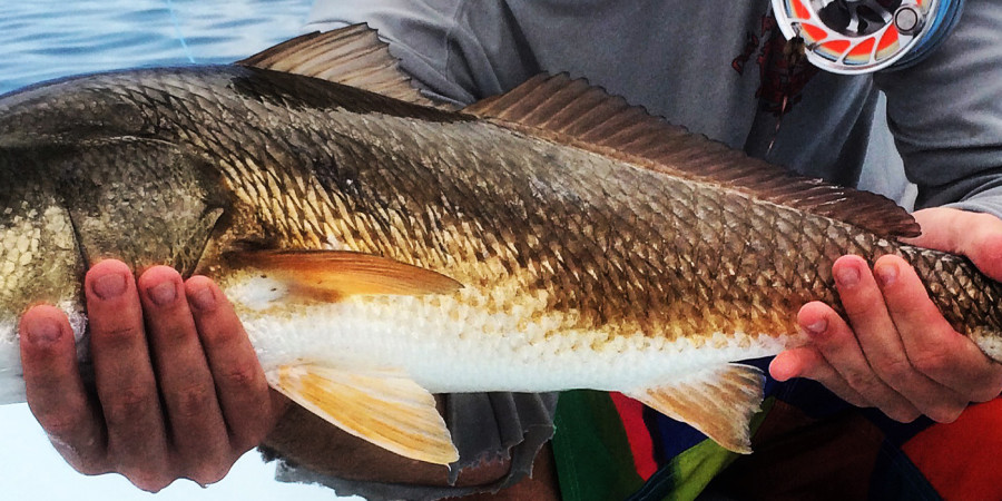 miami fishing guide with redfish
